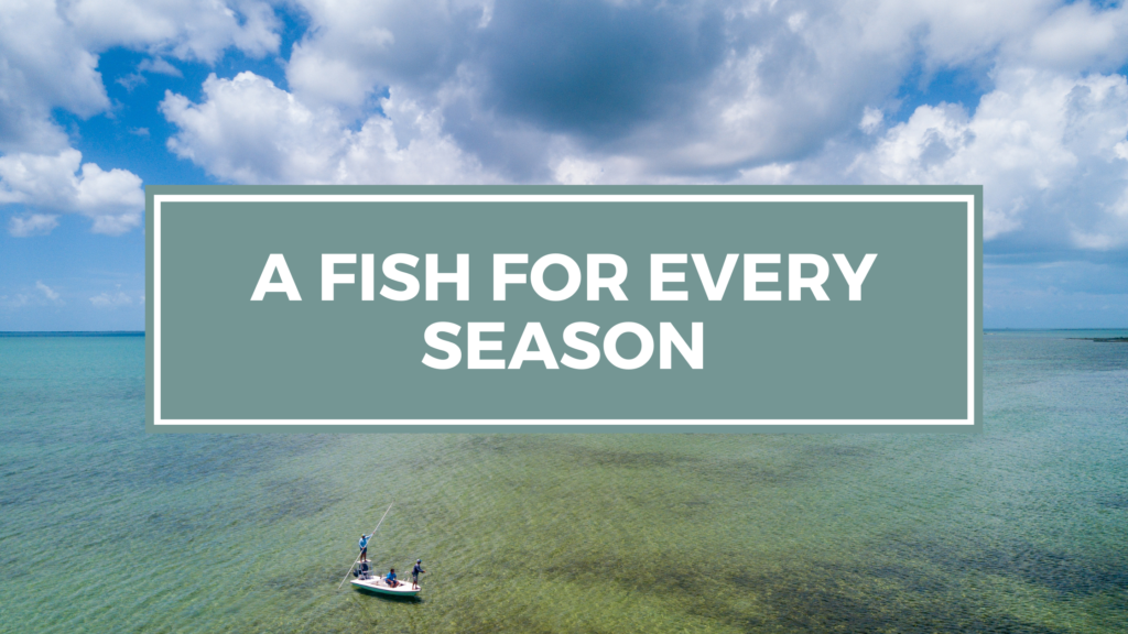 A Fish For Every Season